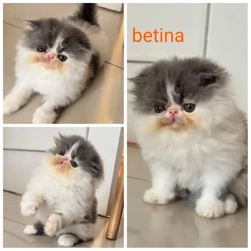 Kucing Kitten Peaknose Betina
