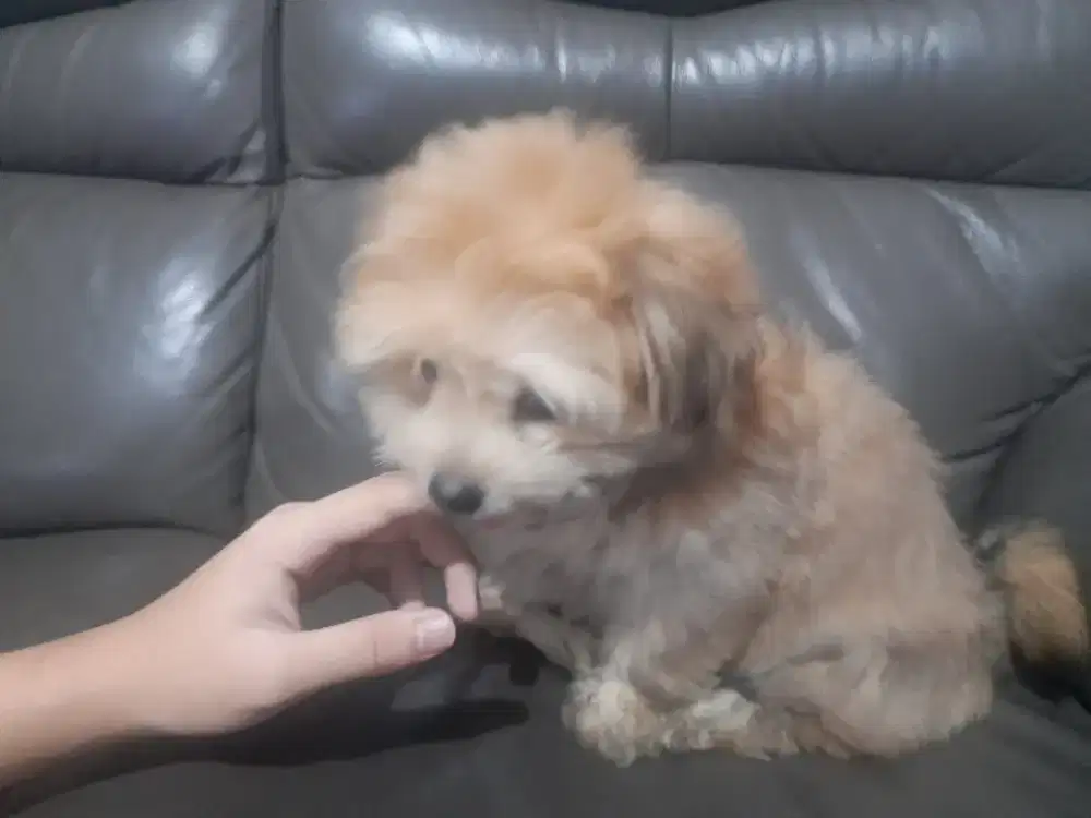 Anak Anjing Shih Tzu mix Pomeranian