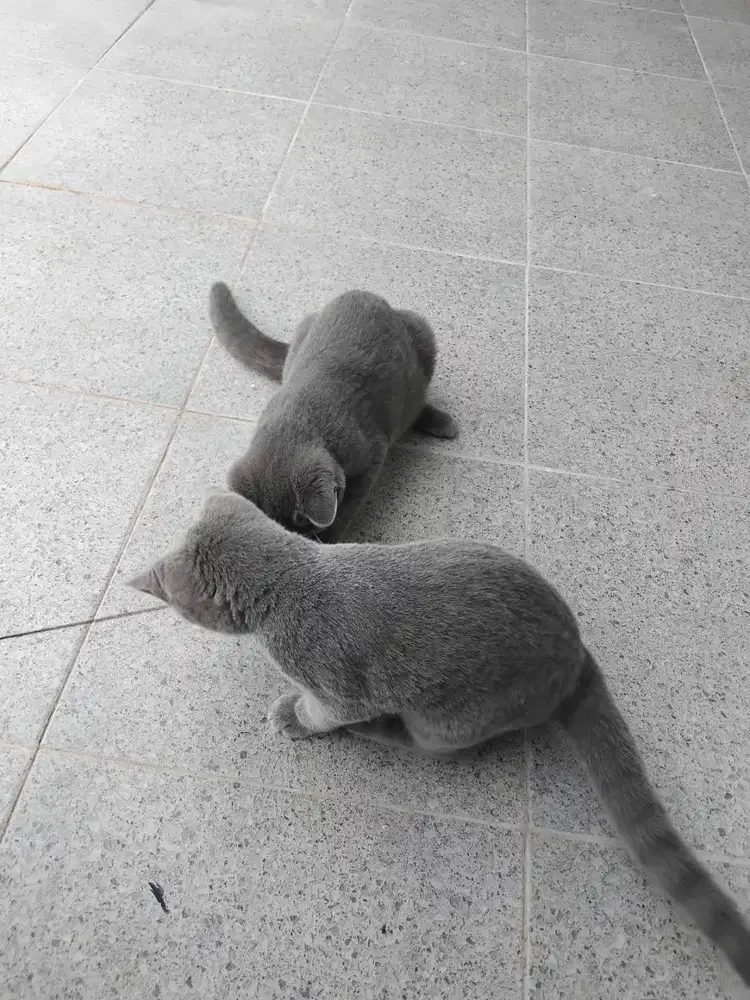 Adopt Me 2 ekor British Shorthair Jantan 5 Bulan