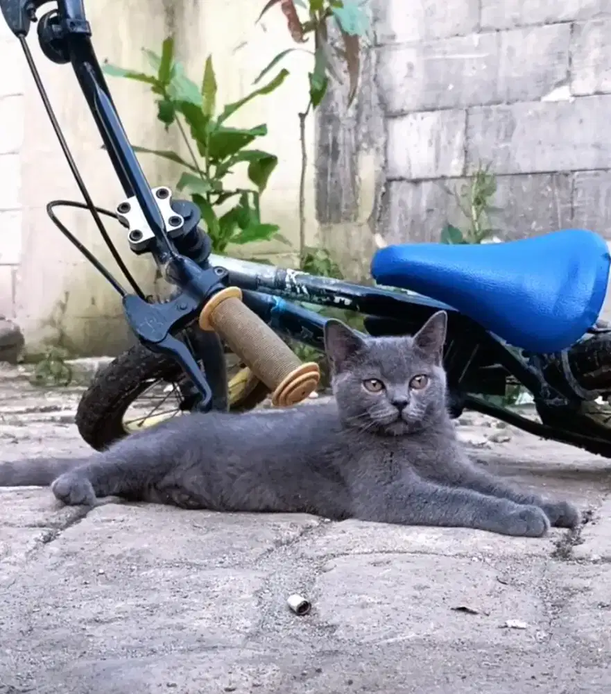 BSH blue solid male/female ready