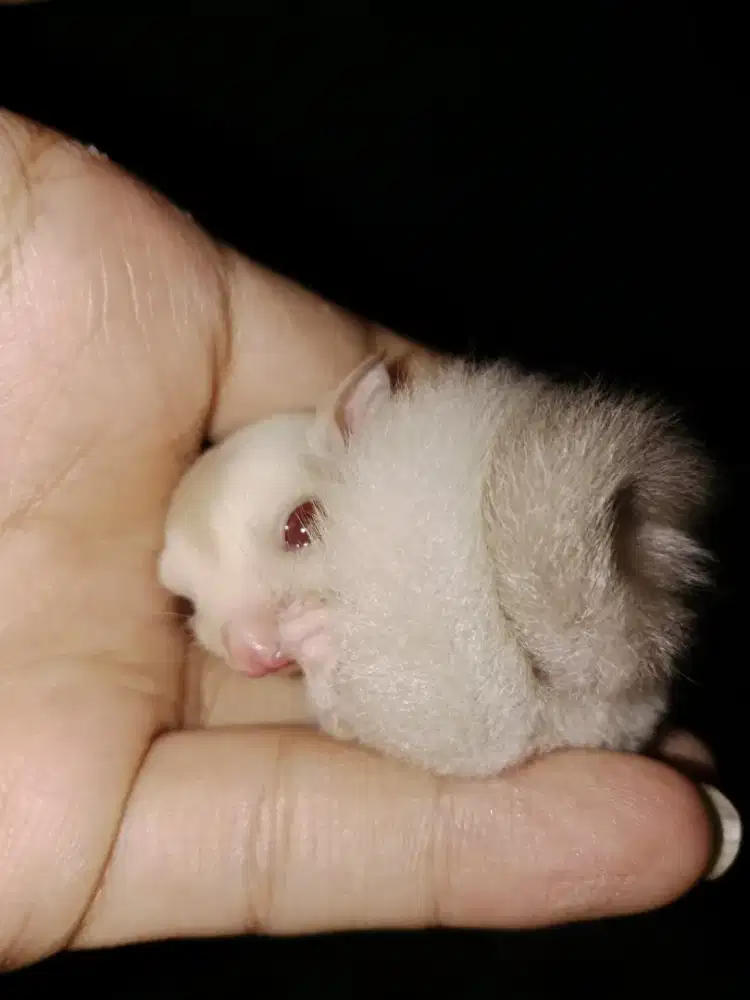 Joey cremino sugar glider