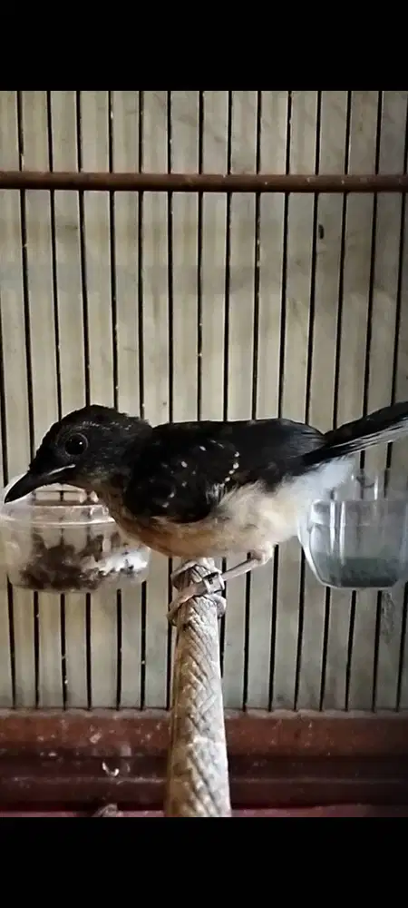 Murai batu trotol trah Arco