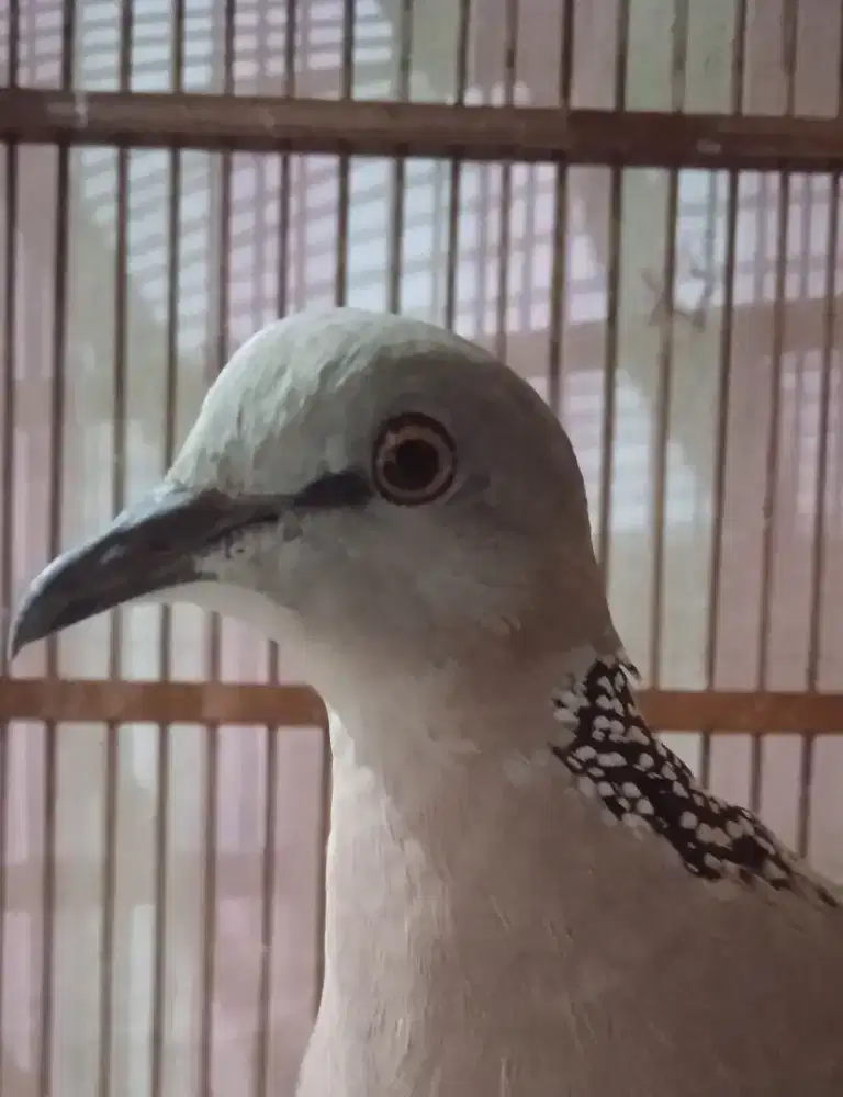 Derkuku Sinom Kuk 1 Jantan Gacor (BACA DESKRIPSI IKLAN)