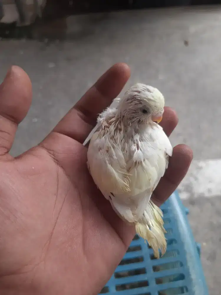 Burung parkit anakan