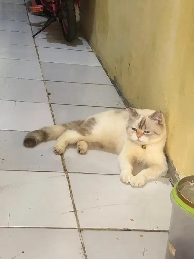 Lepas adopt kucing persia