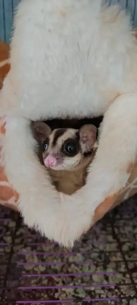 SUGAR GLIDER CG PROVEN 1x