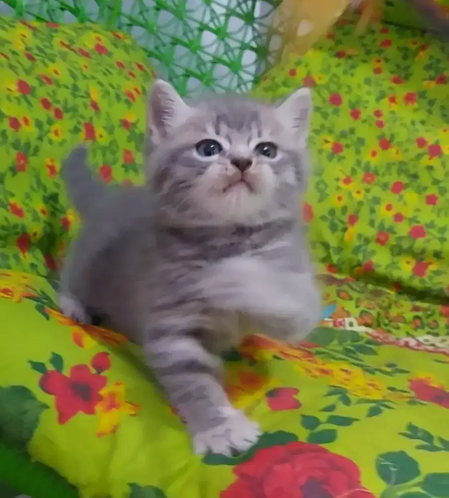 BSH Blue Tabby Female Line Ped