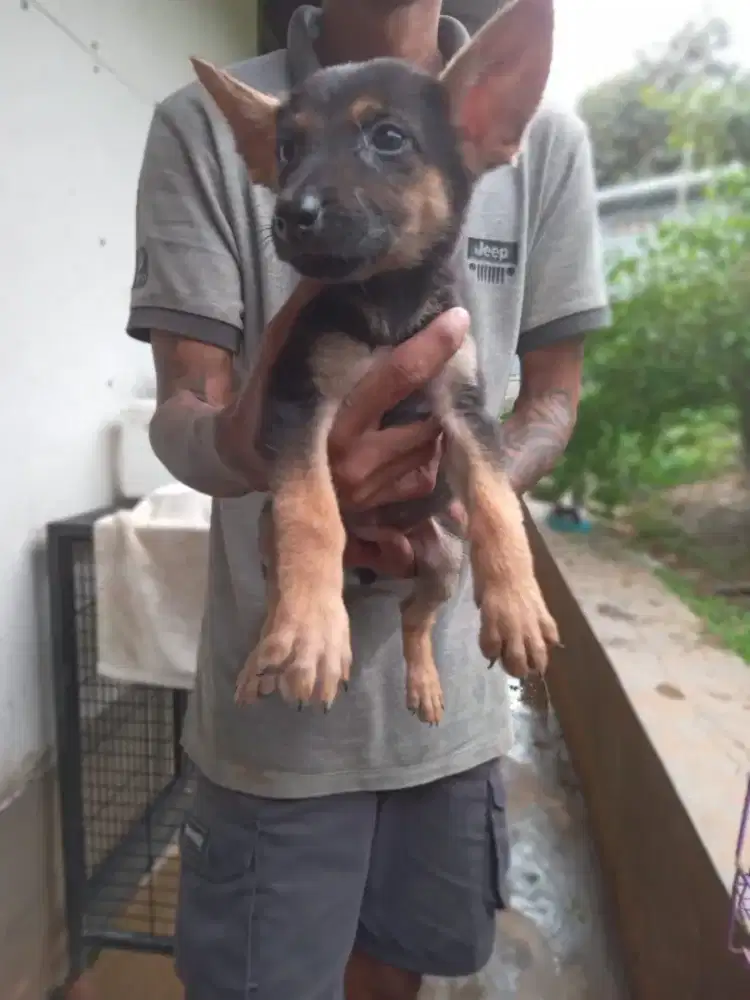 German shepherd/herder