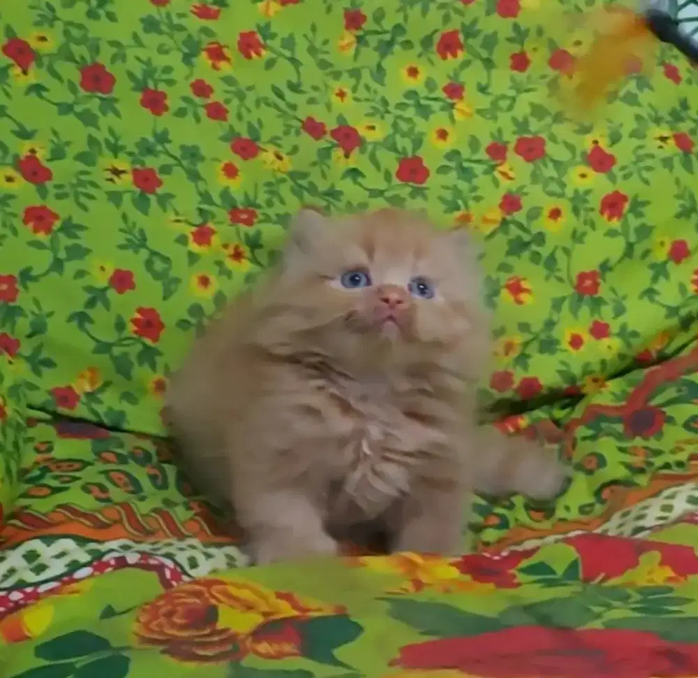 Munchkin Minuete Jantan Super Cebol