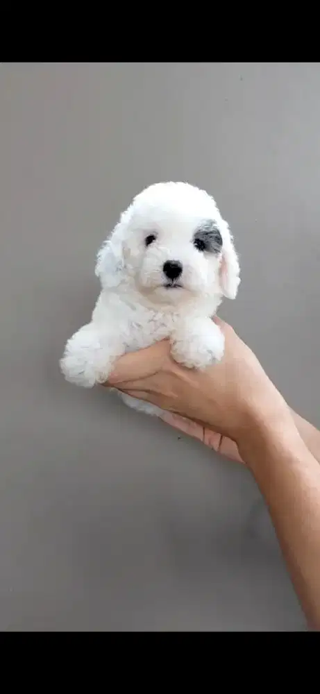 Bichon betina & merle stb