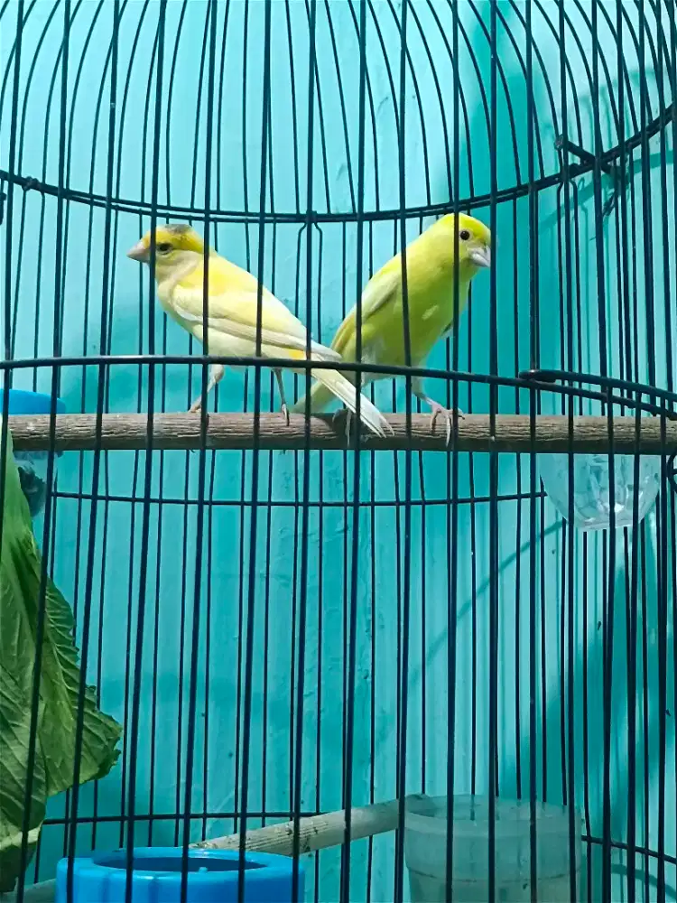 Kenari paud ngriwik kasar