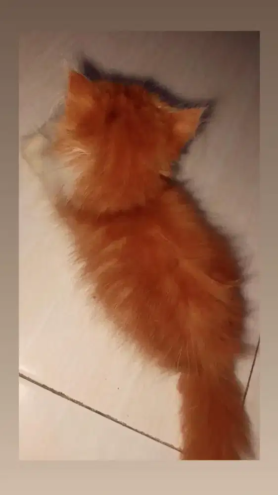 Jual anakan kucing persia