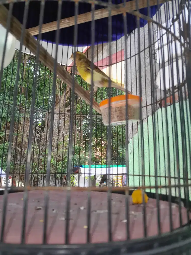 Kenari  jantan 100 %