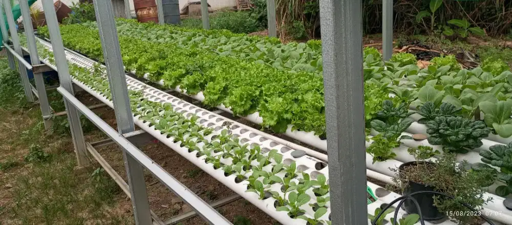 Jasa Instalasi dan Perawatan Kebun Hidroponik