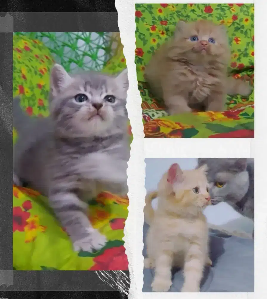 Borongan Munchkin dan BSH Line Ped