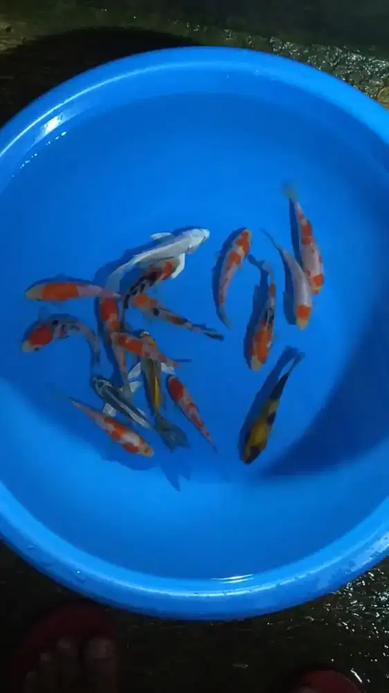 Ikan koi size 10_13cm