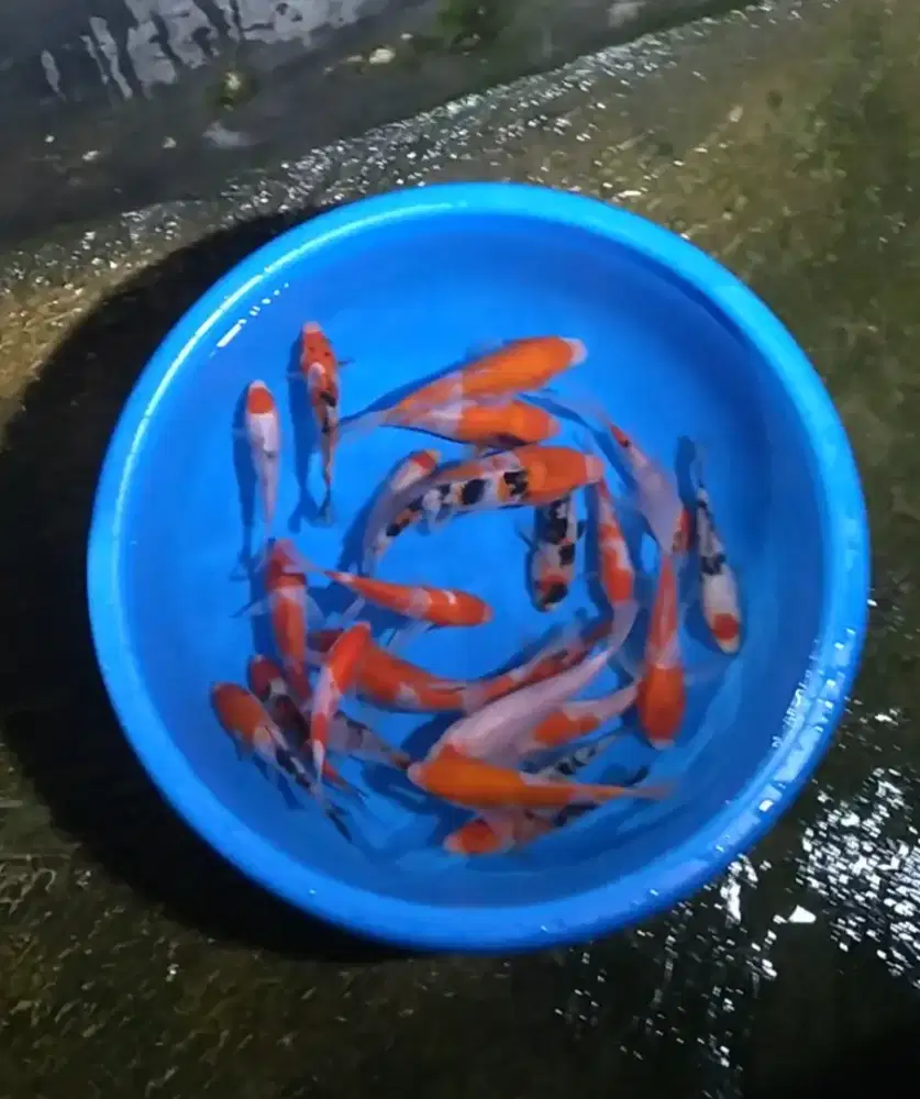Ikan koi size 15cm sampai 20cm