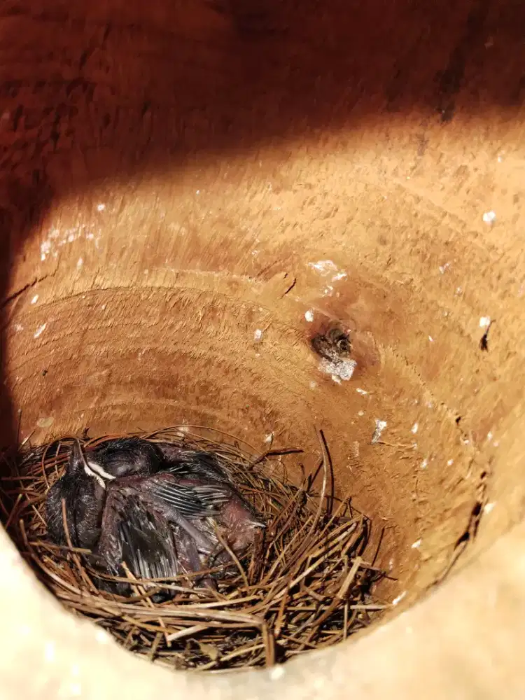 Jual kacer sepsang siap produksi lagi cocok buat ATM