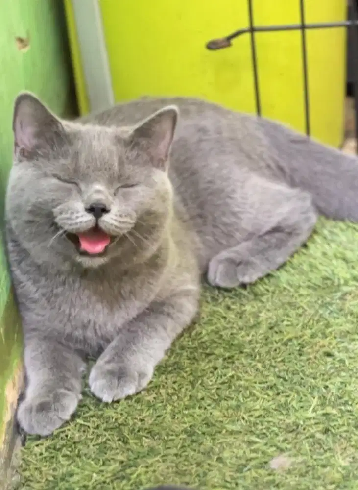 British shorthair blue betina jdhin munchkin fold kelly bsh