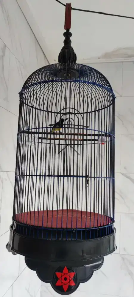 Jual Burung Kolibri Sogon Gacor full set