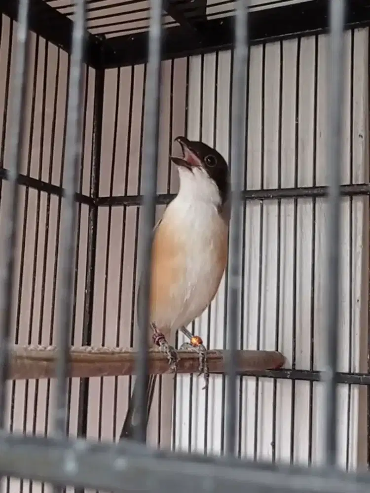 pentet cendet toed jatim