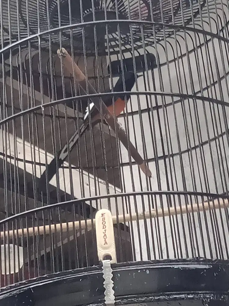 Murai balak mapan hutan