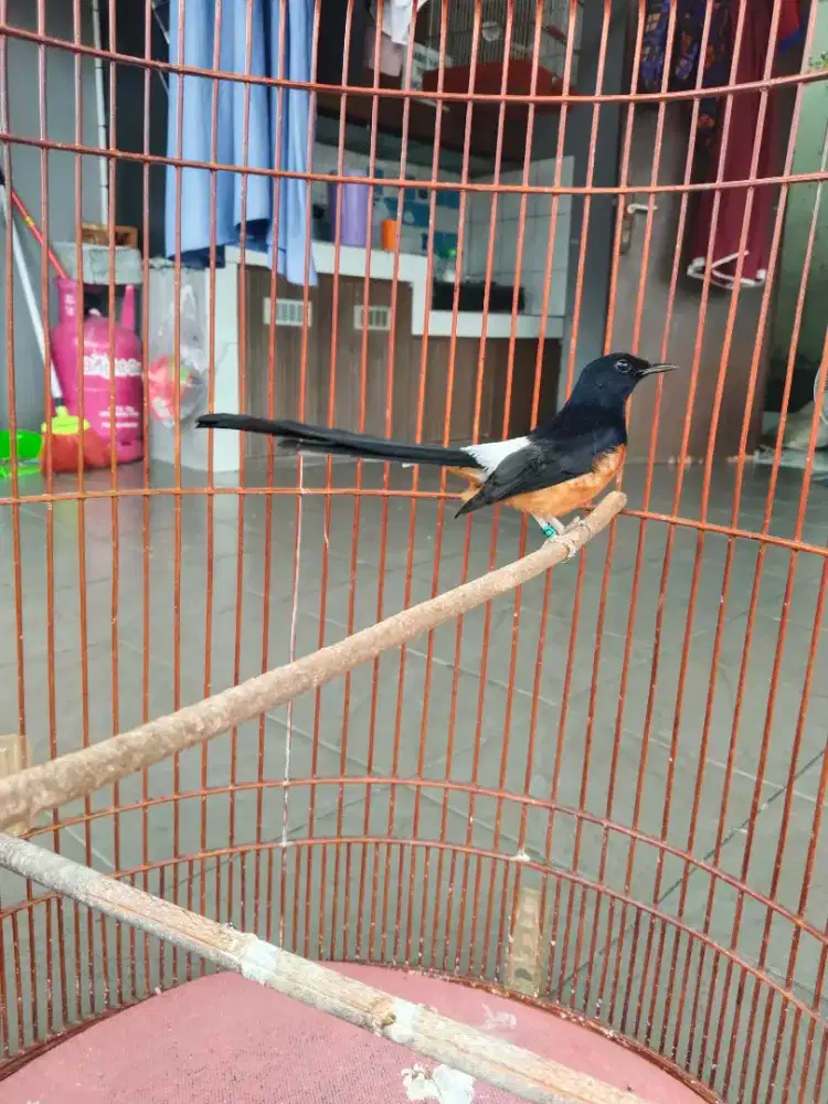 Jual muray rajin buyi kandang bagus BnR kordong tebal fulset