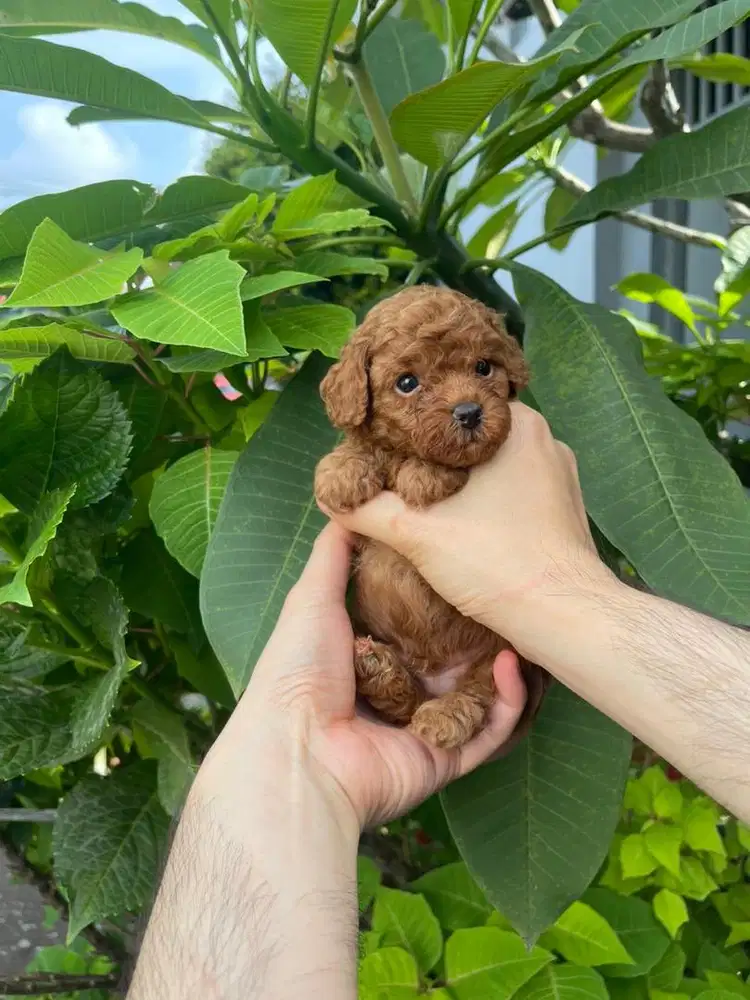 Open booking poodle red lucu