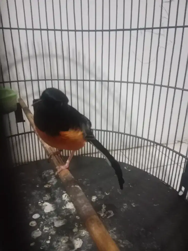 Murai medan ekor panjang siap kontes