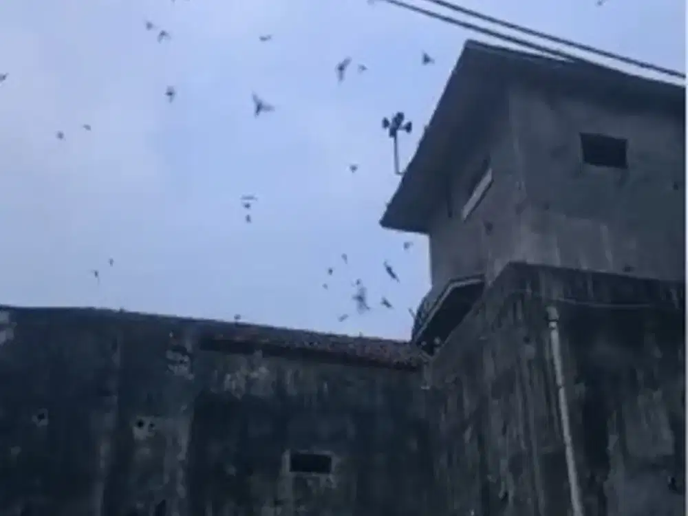 Jual Pasti Untung , Rumah Walet  Di Cinangka - Anyer Banten