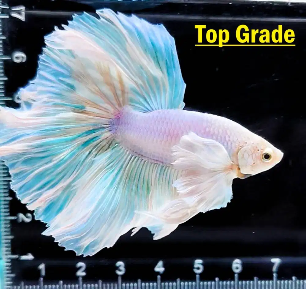 DIJUAL IKAN CUPANG (ECER MAUPUN PARTAI) HARGA MURAH (SURABAYA)