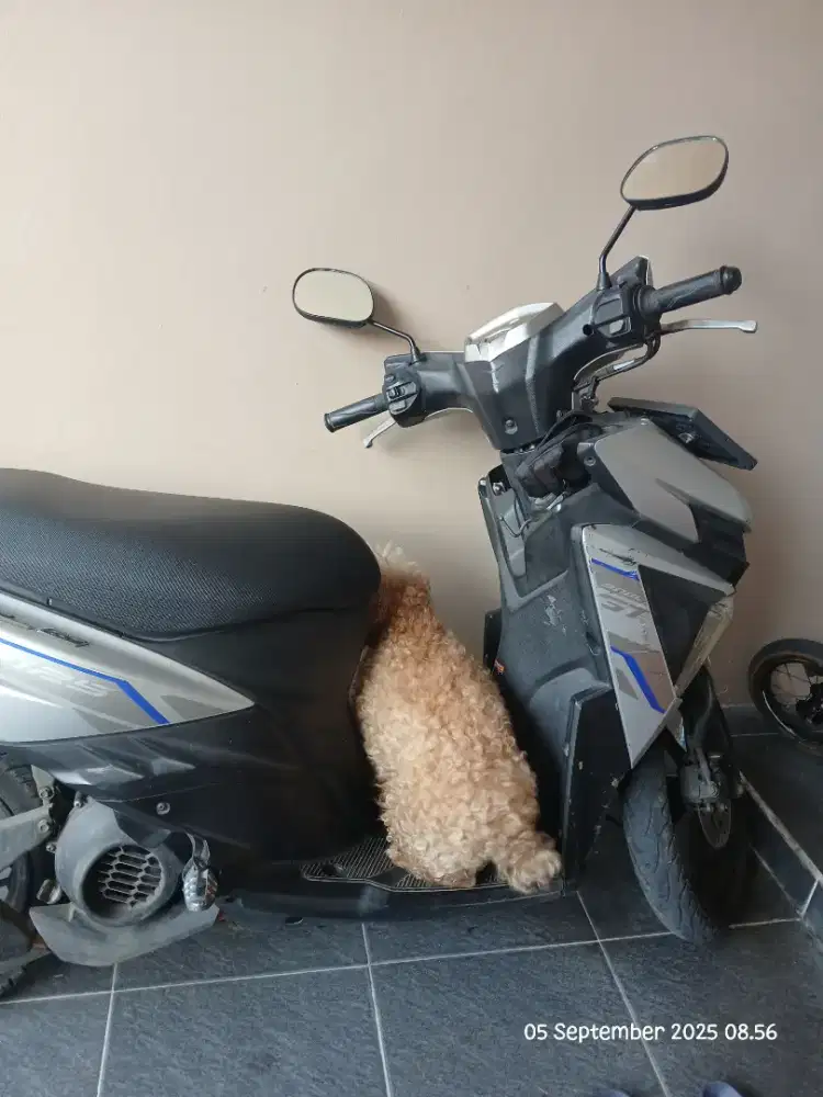 Siap Antar jemput sekolah/ barang jualan