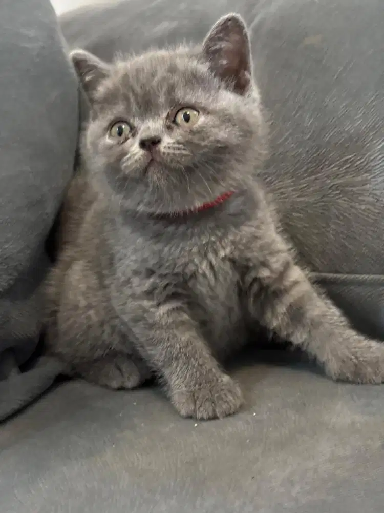 Kitten BSH Jantan ganteng-ganteng