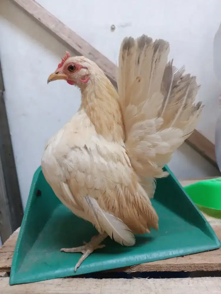 Ayam Serama indukan betina ORI