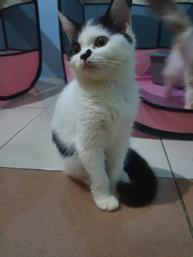 KUCING MIXBREED ADA TOMPEL BSH X RAGDOLL