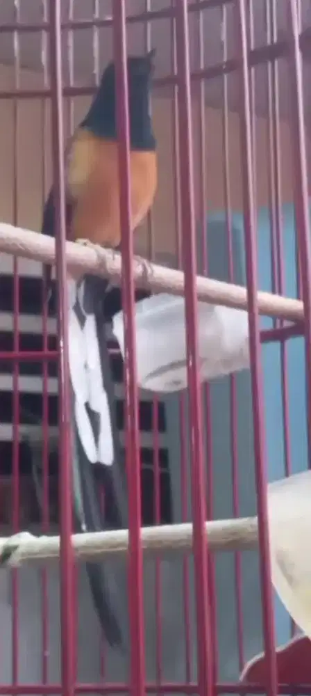 Muray ekor panjang 25 prospek gantang