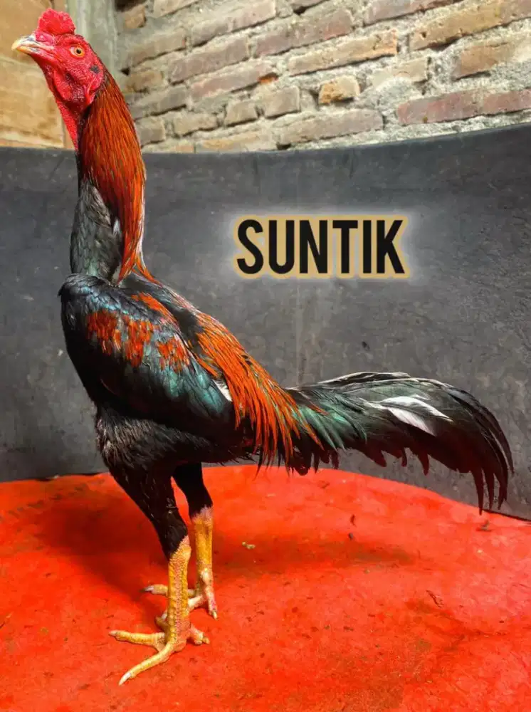 Ayam Bangkok, Pakhoy, Mangon Super Jalu