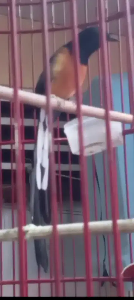 Muray batu ekornoanjnag 25