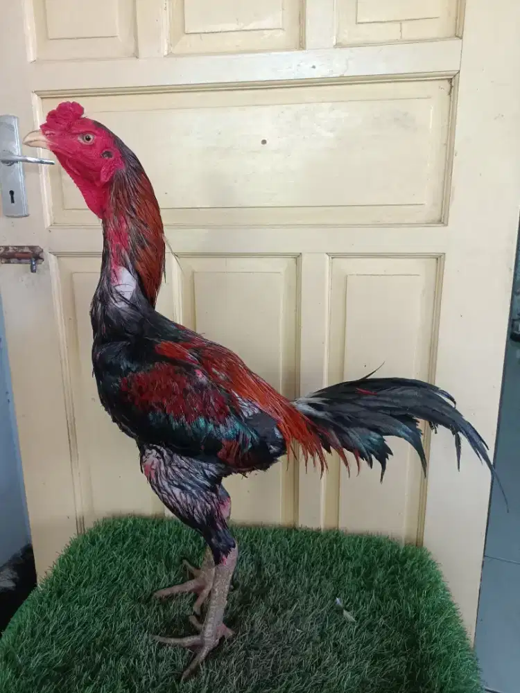 Ayam Bangkok Pakhoy Mangon Super Jalu