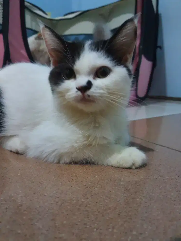 BETINA WHITE AND BLACK BSH X RAGDOLL