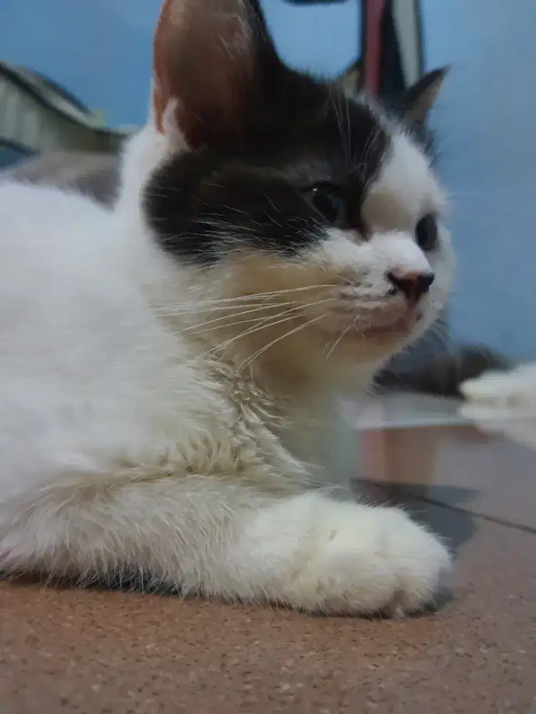 KUCING MIXBREED USIA 4BULAN