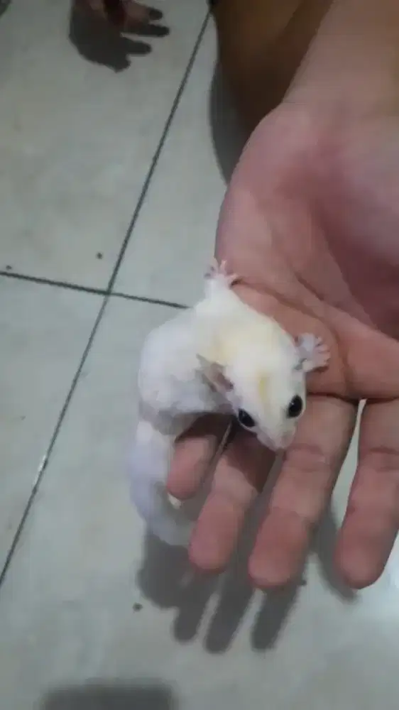 Sugar glider mozaik
