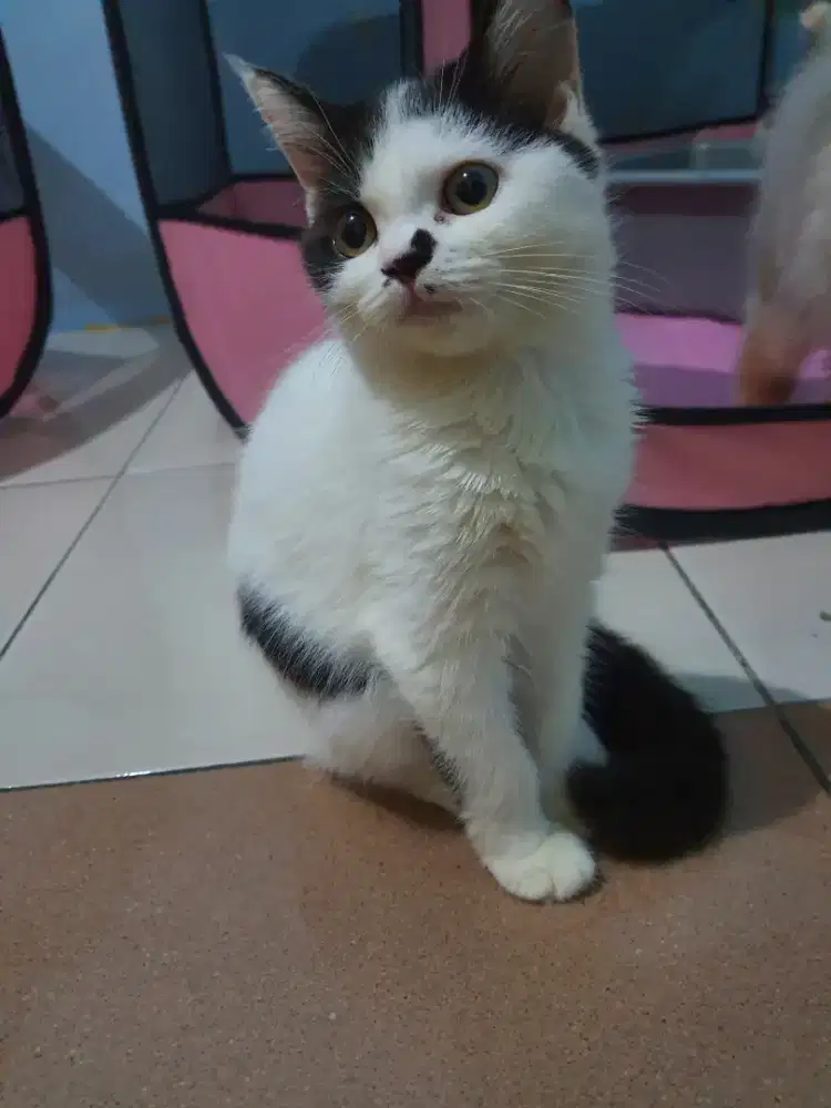 MIXBREED BSH X RAGDOLL BETINA