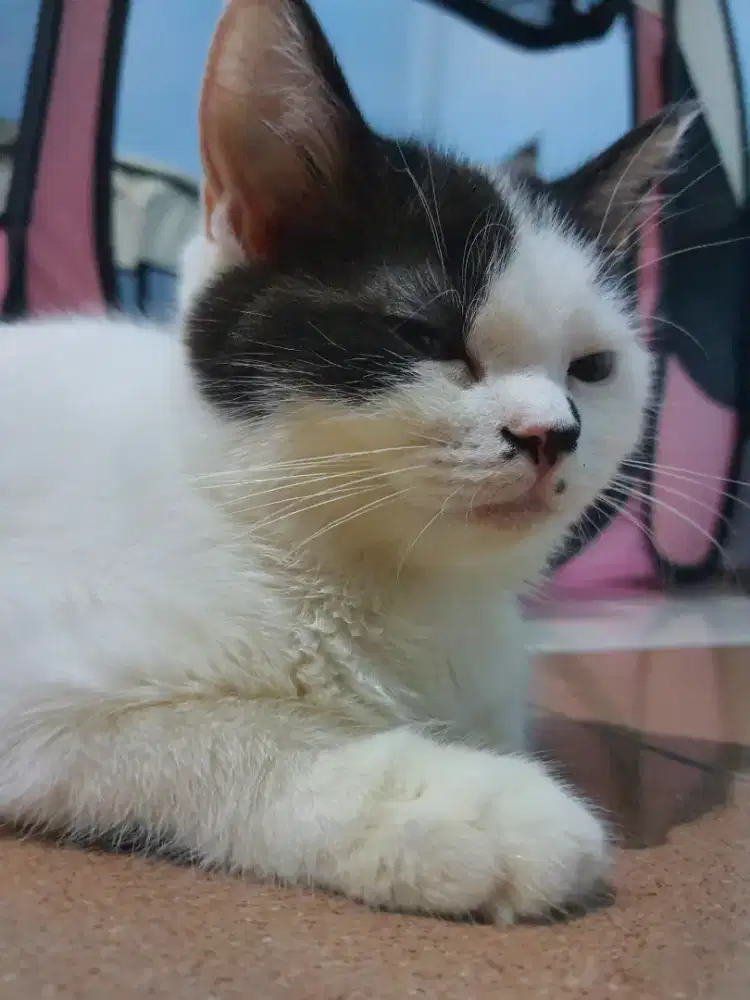 RAGDOLL DAN BSH MIX BREED