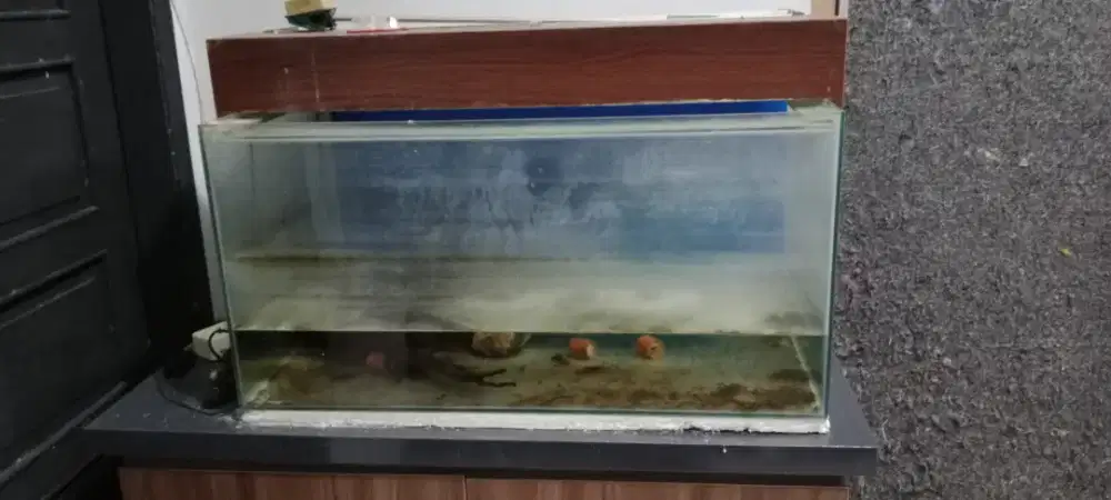 Akuariun besar ukuran 80 x 40 cm