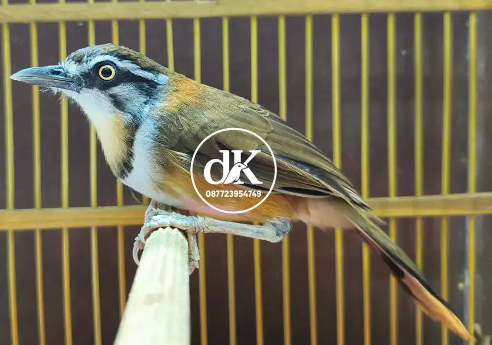 Poksay Lesser jantan