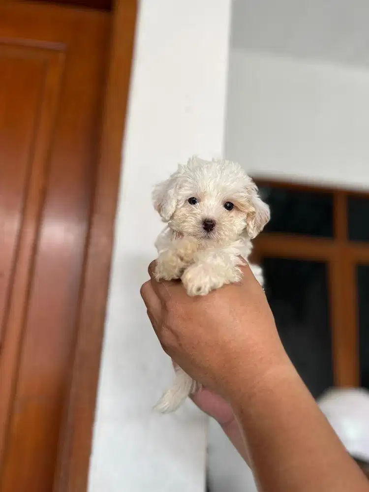Anjing / puppies maltipoo jantan cute