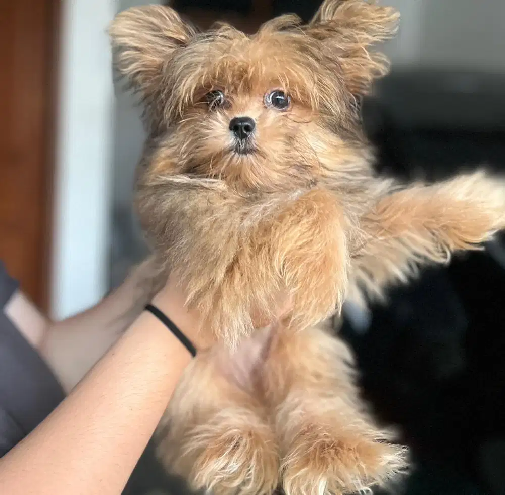 Puppies / anjing mix chipom jantan cute