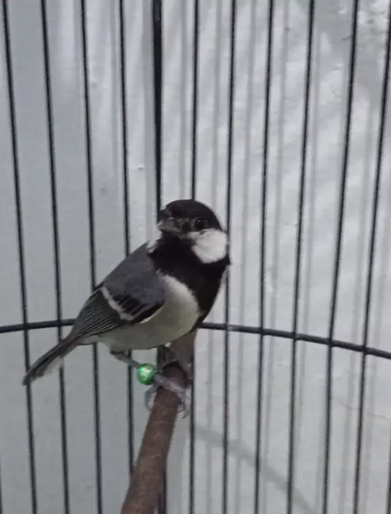 Glatik batu jantan+ kandang Ebod PVC