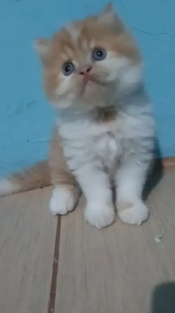 Ready kitten Persia jantan